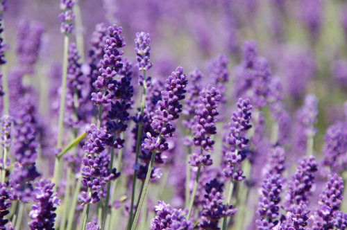 Lavender which can be infused in hot water for drinking